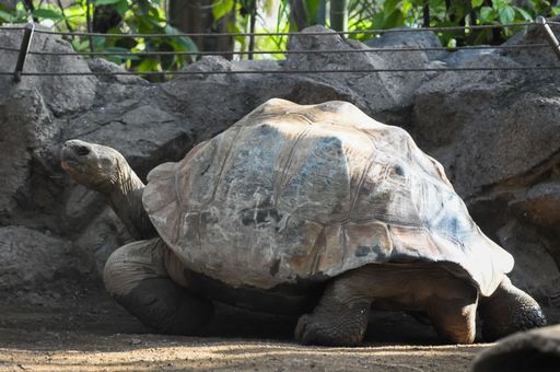 Very Big Galapagos Turtle on the Floor