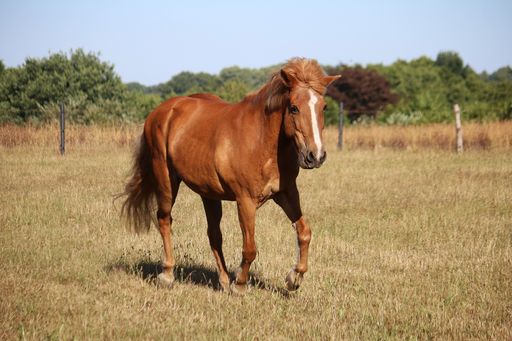 A beautiful shot of a brown horse walking on a field during a sunny day