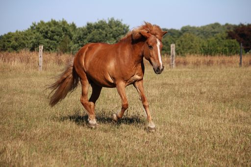 A selective focus shot of a horse in the farmland