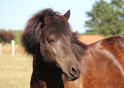 A selective focus shot of a horse in the farmland