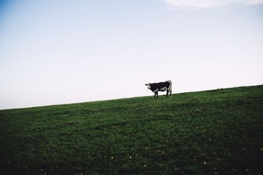 A cow on a field covered with grass under the bright blue sky