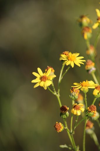 A vertical selective focus shot of yellow wildflowers