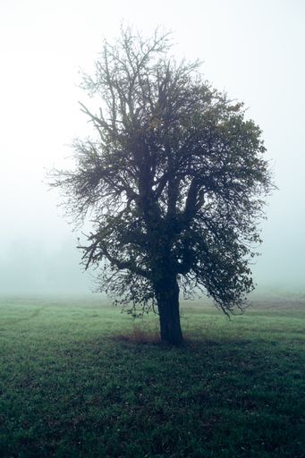 A vertical shot of a beautiful tree on a field covered with grass with a foggy background