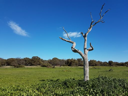 Dead gum at right of image tree on grassy meadow contrasting blue sky