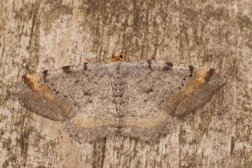 Detailed closeup on a Tawny-barred Angle moth, Macaria liturata, sitting with open wings on wood