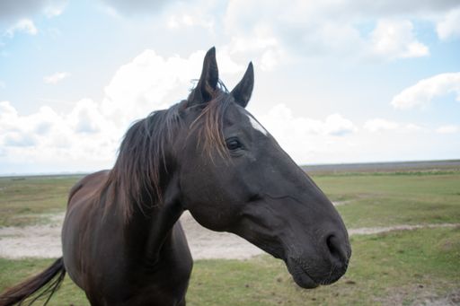 A closeup shot of a horse with open field background