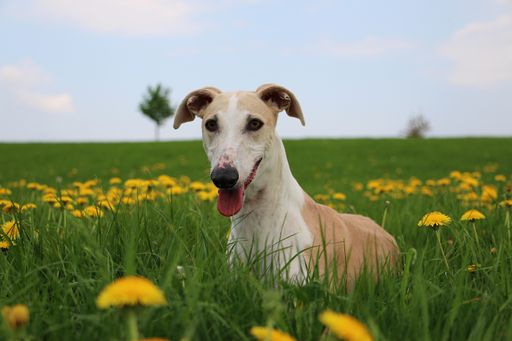 The adorable Italian grayhound in the flower field
