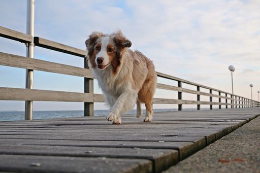 A selective focus shot of a cute dog walking on a wooden pier