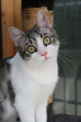 A selective focus shot of a cute cat