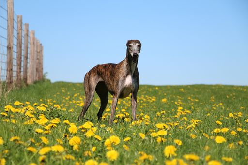 A selective focus shot of a cute Spanish greyhound in a field