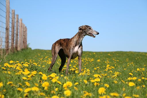 A closeup of a greyhound standing in a field with yellow flowers during daylight