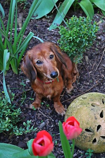 A vertical high angle shot of a cute brown dog sitting in the garden