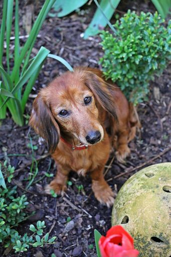 A vertical high angle shot of a brown dachshund sitting in a garden