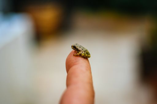 A closeup shot of a ladybug on a person's finger