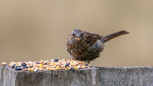 A close-up shot of a sparrow eating seeds on a wooden post