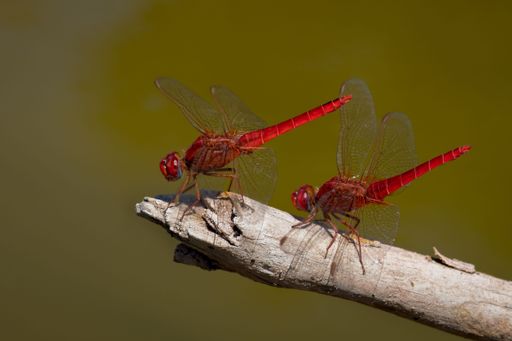 A closeup shot of red dragonflies perched on a wooden branch in sunlight in a blurred background
