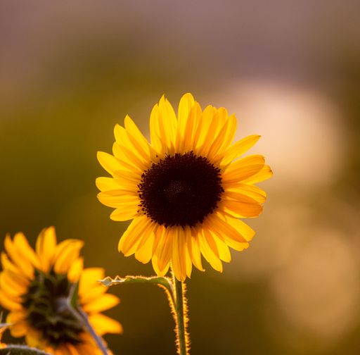 A selective focus shot of a sunflower blooming in the field with blur background