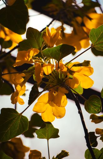 A vertical shot of a lovely yellow beautiful flowers exposed to sunlight during sunset