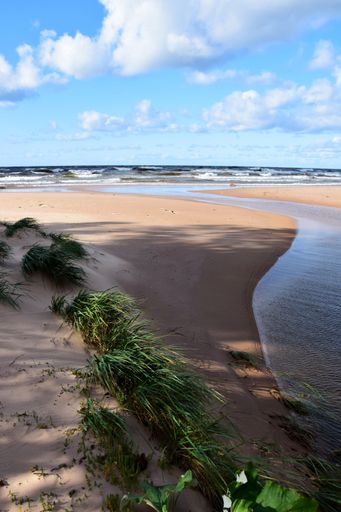 A vertical shot of a sandy beach with some vegetation under a cloudy sky