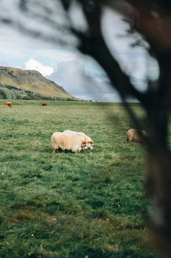 A vertical shot of sheep grazing in a field near the Skogafoss, Iceland