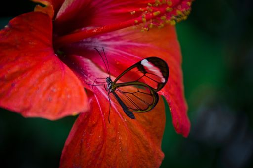A closeup shot of a beautiful butterfly sitting on a red flower with a blurred background