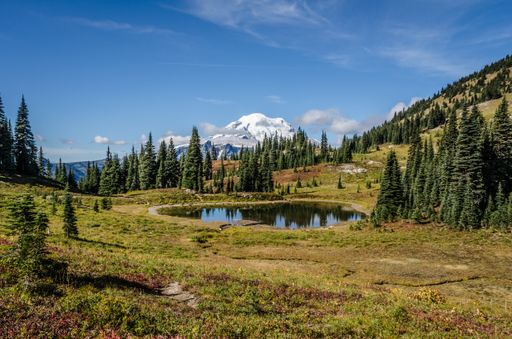 A beautiful shot of a small pond near trees with a snowy mountain in the distance under a blue sky in Rainier National Park