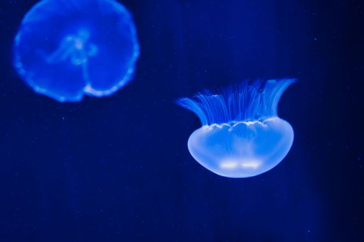 A close-up shot of a jellyfish in the deep blue water