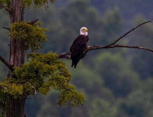 A bald eagle perched on a tree branch in the forest