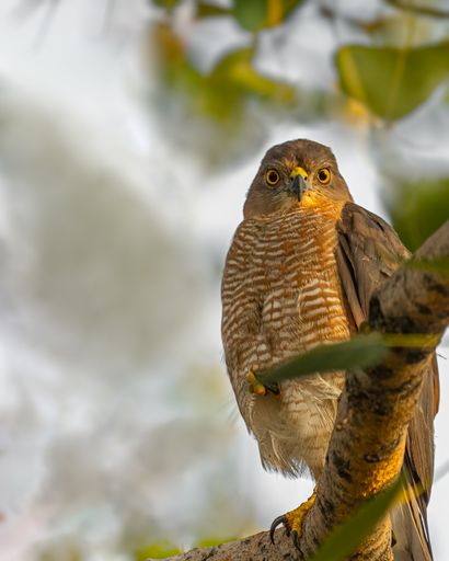 A Shikra looking into the camera from a tree