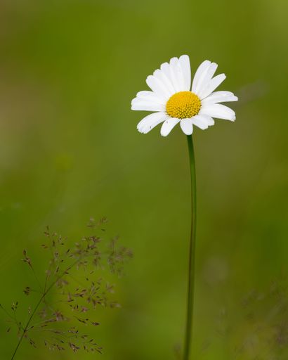 A vertical closeup shot of a chamomile flower on blurry green background