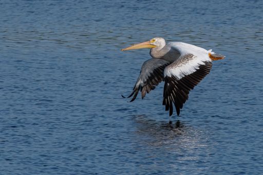 An American White Pelican flying over the sea captured during the daytime