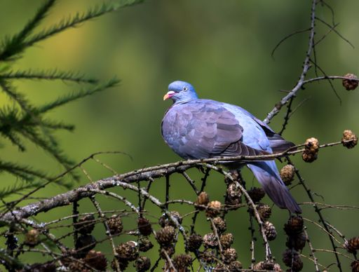 A wood pigeon perching on a tree branch against a blurry background