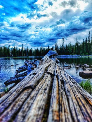 A vertical shot of a tree trunk with pine trees reflected on the water in the background