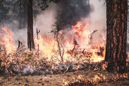 A buring forest with dried plants and tree in the fire