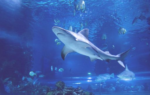 A school of sharks gliding through the crystal-clear waters of the ocean, surrounded by numerous other fish