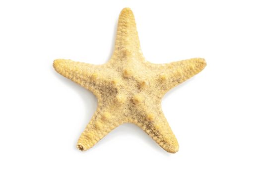 A starfish on white background