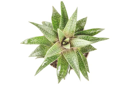A top view of a green plant against a white background