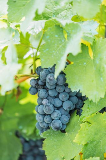 A vertical shot of grapes hanging on vines ready for harvest in September