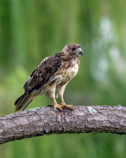 A closeup shot of the hawk perched on a tree branch