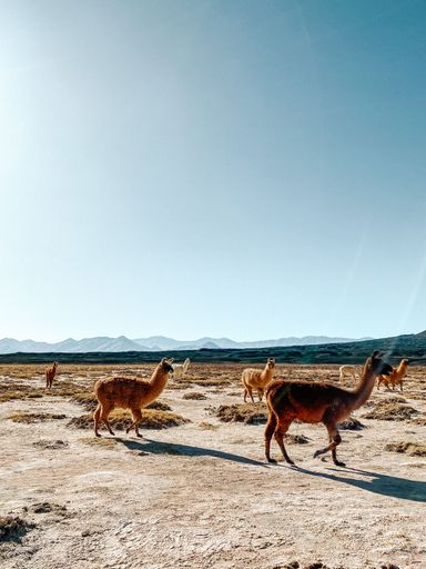 A group of adorable lamas wandering in the wilderness by Carachi Pampa Lagoon in Argentina