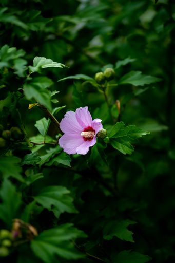 A vertical shot of pink Common Hibiscus flower with dark green leaves