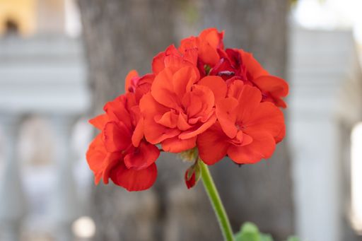 A closeup shot of red flowers under the sunlight