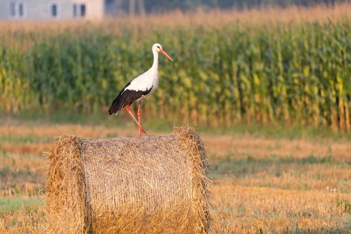 A stork perched on a hay roll in the yellow field