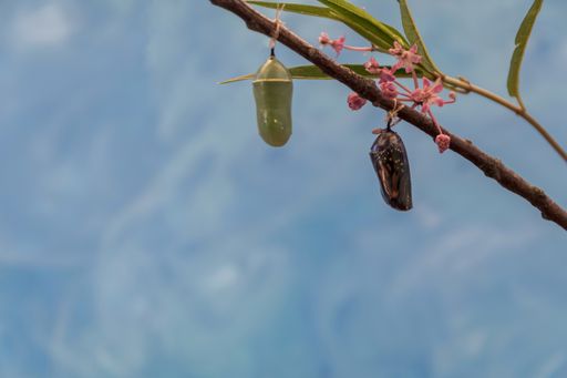 A monarch butterfly chrysalis in clear stage selective focus blue background