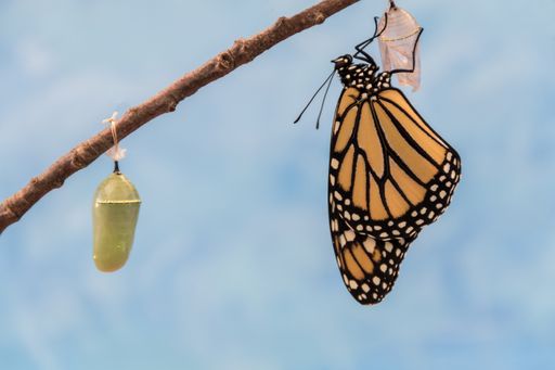 Monarch Butterfly, Danaus plexippuson, emerges from Chrysalis dries wings blue background