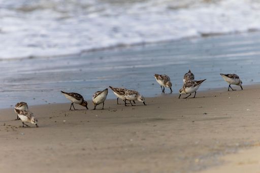 A closeup of Sanderling birds looking for food on a sandy beach with approaching waves in the background