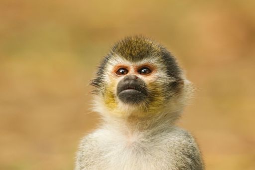 The Humboldt's squirrel Monkey looking at the photographer.