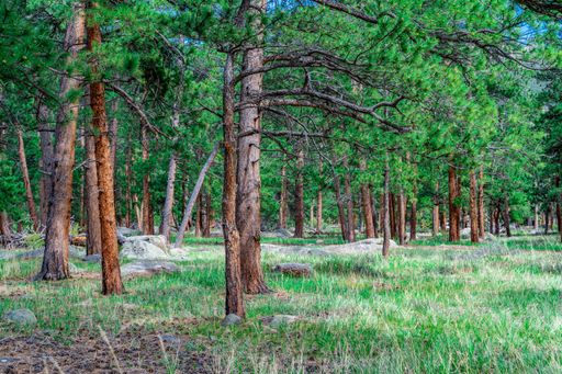 A beautiful view of an evergreen pine tree forest, covered with rocks and grass on a sunny day, at Rocky Mountain National Park in Colorado
