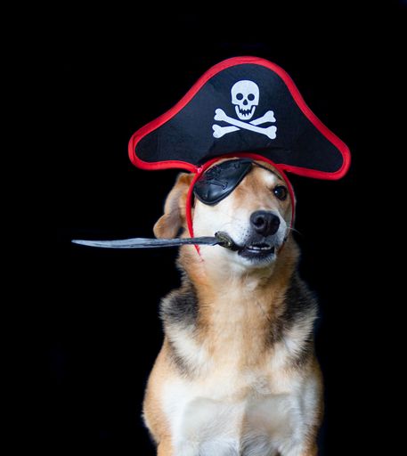 Dog dressed as a pirate with patch hat holding a knife with his mouth, on black