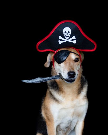 Dog dressed as a pirate with patch hat holding a knife with his mouth, on black